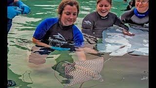 Spotted Eagle Ray Pups Born at Discovery Cove