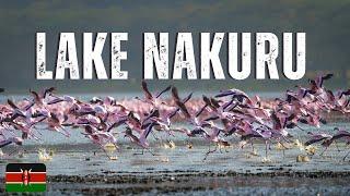 Lake Nakuru National Park Kenya Safari Experience : Unforgettable Wildlife Encounters