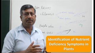 Identification of Nutrient Deficiency Symptoms in Plants.