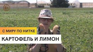 Картофель и лимон / С миру по нитке / 2 серия