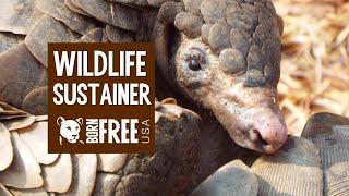 Become a Born Free USA Wildlife Sustainer!