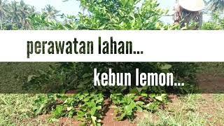 PERAWATAN KEBUN LEMON CALIFORNIA