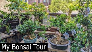 Late spring Bonsai tour. Yamadori Success