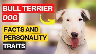 Bull Terrier Dog Breed Information | Bull Terrier Dog Facts and its Personality Traits