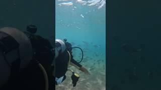 Смотреть до конца!!! #шриланка #srilanka #scuba #diving #travel #шриланка2024