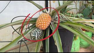 HARVESTED A SWEET PINEAPPLE GROWN FROM SCRAP