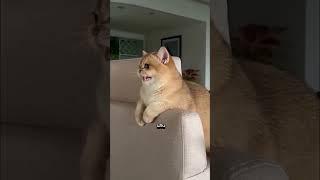 ты мужик, или как!?