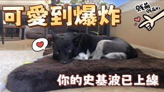 狗狗耍廢日常｜你的史基波上線啦