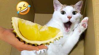 New Funny Cats And Dogs Videos 2025  Cats and Dogs funny videos Part 1