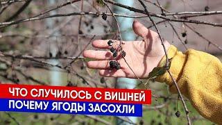 Что случилось с вишней - почему ягоды засохли