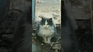 Бездомный кот