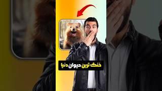 خنگ ترین حیوان دنیا   #youtubeshorts