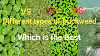 Different Types of Duckweed | types of duckweed | which is the best duckweed