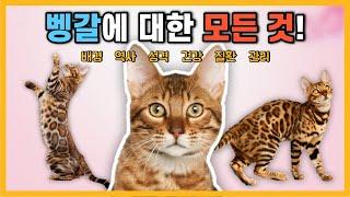 벵갈 고양이에 대한 모든 정보! [고양이 품종 특징]