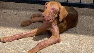 Abandoned female dog was dying silent...unable to cry out for help.