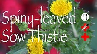 Spiny Leaved Sow Thistle: Edible & Medicinal