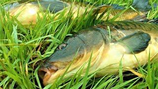 THIS FISH ON A FLOAT IS JUST A BUZZ! Fishing in a micro river near the village.