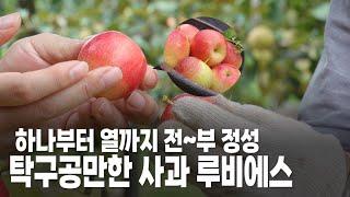 한 번 베어먹으면 없어짐 탁구공만한 사과 루비에스!  (2024년 9월 11일 / 울산 MBC / 울트라 방송)