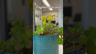 Fly on plant #bug #insect #gardening #plants #Blooms #pollinators