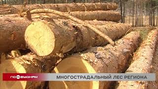 Иркутская область заняла первое место по объёмам незаконных рубок леса