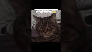 Бездомный кот, давайте все поддержку котикам, чтоб никто их не бросал#жалко#грустно#shorts
