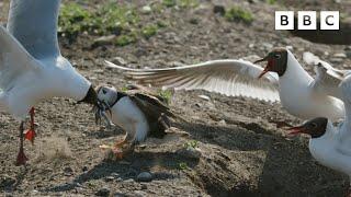 These gulls are VICIOUS  | Wild Isles - BBC