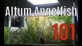  How to Keep Altum Angelfish 101 The Basics 4K