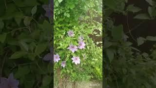 Начинает зацветать клематис по розе
