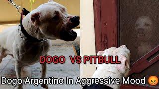 Dogo Argentino vs Pitbull ( Simmba vs Tiger ) must watch #pitbull #dogoargentino #twodiffrentbreed