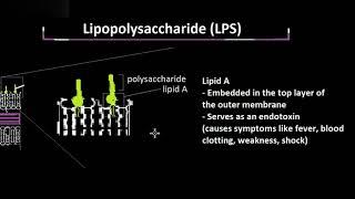 Structure and Function of LPS, Explained