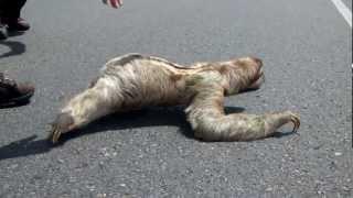 Paresseux traversant la rue - Costa Rica - Sloth crossing the street