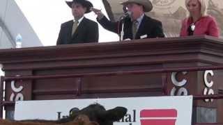 International Livestock Auctioneer Championship Final - Calgary Stampede 2013