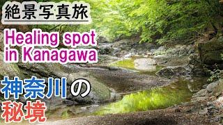 [Japan stunning view] Travel Guide of spring forest spot in Kanagawa, Japan, healing healthy. 