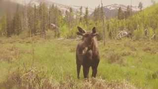 Close encounters of the moose kind