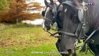 Zoom - Direction le perche, avec ses célèbres chevaux, et ses nombreuses spécialités