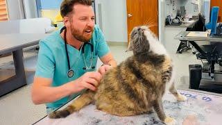 When your Cat thinks the Vet is a Day Spa!