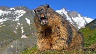 Austrian wildlife ~ Alpine Marmots & Ibex at the Grossglockner