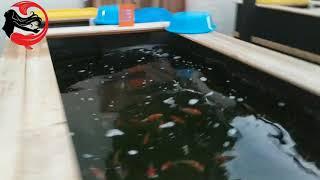 Koi Ponds Shake in an Earthquake!