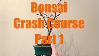 Bonsai Crash Course Part 1: Repotting