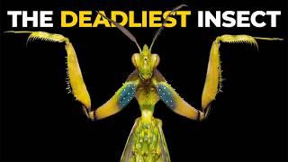 The Insane Biology of: The Praying Mantis
