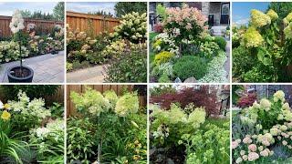 How to Prune Panicle Hydrangea Trees (Newly Trained & Mature Hydrangeas) - Early April 2022