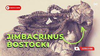 Fossil Finds Discovering the Jimbacrinus bostocki Crinoid