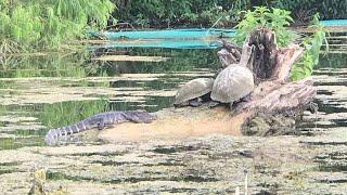 Kayakers spot alligator in Austin's Lady Bird Lake | KVUE