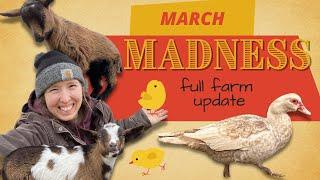 ALL THE THINGS, ALL AT ONCE (march farm update - soap, seeds, chicks, baby goats, NPIP testing!)