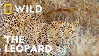 Indian Leopard on the Hunt | Unexplored India | National Geographic WILD UK