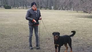 Rottweiler - jak zdobyć zaufanie psa 2- lekcja