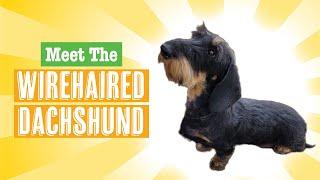 Wirehaired Dachshund Dog Breed