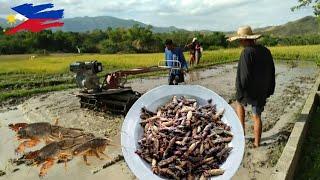 CATCH AND COOK EXOTIC FOOD FRIED ARARAWAN, KAMARU/MOLE CRICKET | Life in Country Side Episode 14