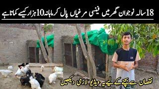 Fancy Poultry Farm || Fancy Hen Farming in Pakistan || Fancy Hen Business || By Asim Faiz