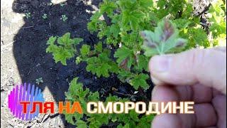 КАК ПОБОРОТЬ ТЛЮ НА СМОРОДИНЕ. ПРИМЕНЯЕМ НАРОДНОЕ СРЕДСТВО. РАБОТАЕТ